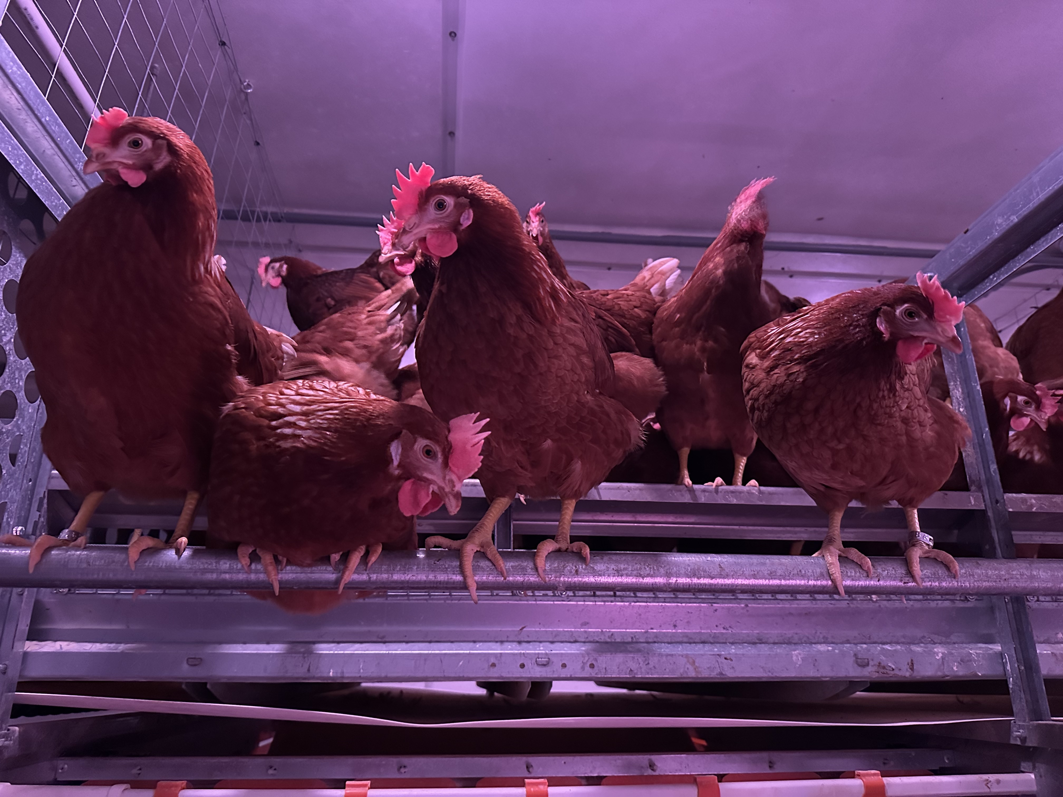 Laying hen facility 1.jpg